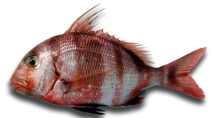 Pagrus auriga_07.jpg